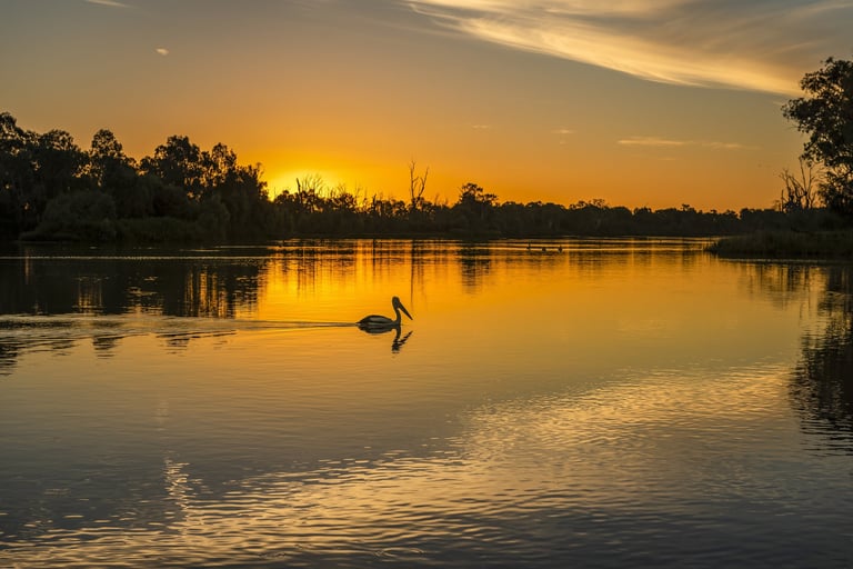 The Murray River Eucalyptus trees and Pelicans during the beautiful sunset