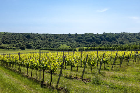 Grape vines in rural wine region on a sunny day