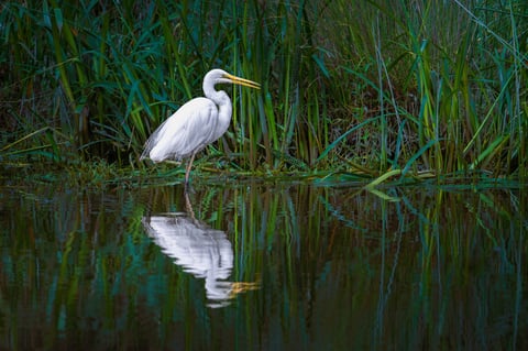 White egret resting quietly among wetland reeds