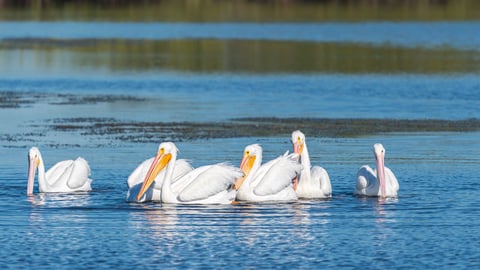 Group of white pelicans floating on the water