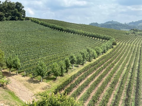 Hills covered by green grape plantations in a peaceful wine region countryside