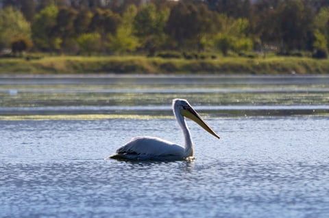 Pelican swimming gracefully on a calm lake with forest background