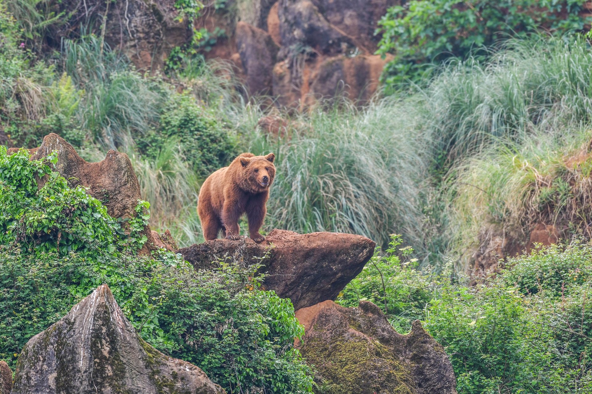 A brown bear standing on a reddish rock looking towards the camera, surrounded by vegetation