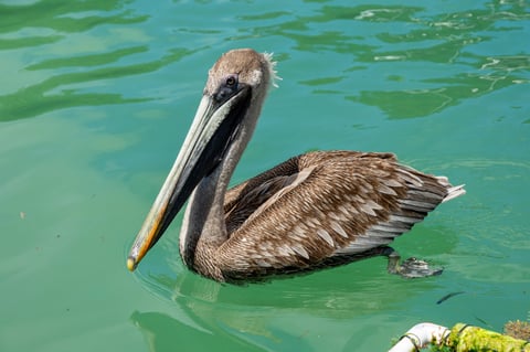 Brown pelican floating on calm water