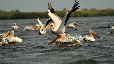 A flock of pelicans swimming and diving in water, with one bird taking flight with wings spread wide