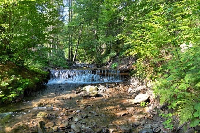 Cascading waterfall flowing over rocks in a lush forest stream surrounded by green trees and vegetation