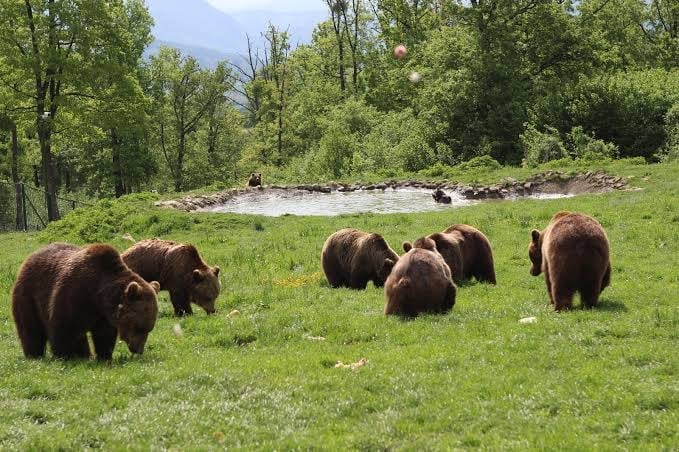 Group of brown bears grazing on a grassy meadow with a pond and forested mountains in the background
