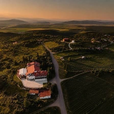 Vineyard rows in Romania's Dealu Mare wine region on a sunny day