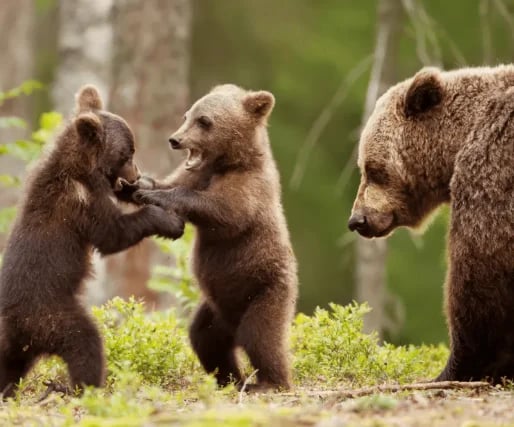 Two brown bear cubs playfully sparring while an adult bear stands nearby in a forest setting