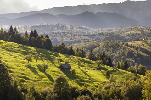 Rolling green hills with scattered coniferous trees and layered mountains under hazy sky at sunrise or sunset